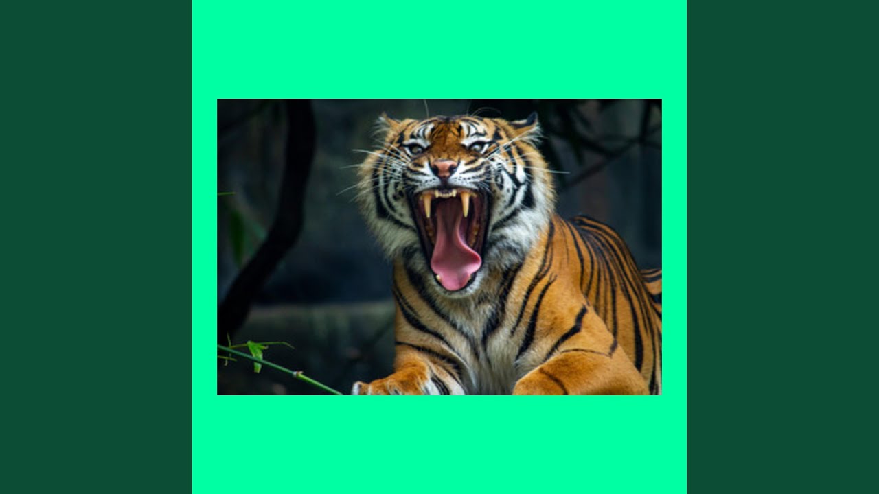 Watch The Prowl on YouTube Watch The Prowl on YouTube