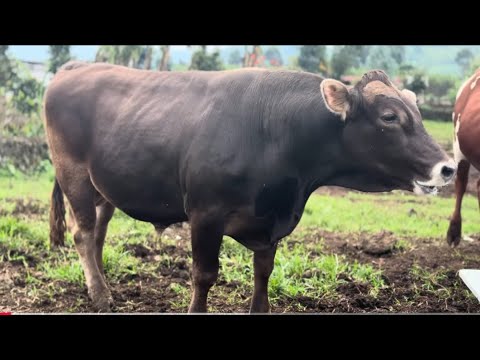 Uwo Uwiteka Yishimira Ntakabure Imfizi Murwuri Rwe 