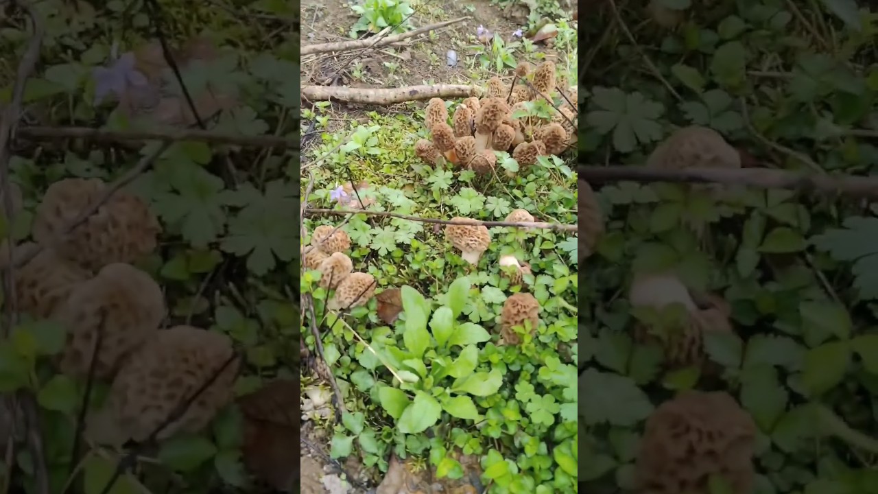Fresh Morels, Harvesting Joy!