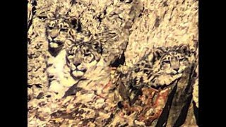 Wild snow leopard mother and cubs, Hemis National Park, India by bradjosephs 3,493 views 4 years ago 5 minutes, 27 seconds