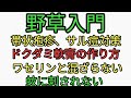 コメントありがとうございます動画間違えました。野草入門。ドクダミ軟膏の作り方。白ワセリンとドクダミエキスが混ざらない。蚊に刺されない方法