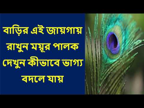 ভিডিও: পালক একটি হাতির জন্য একটি বাড়ি তৈরি করে