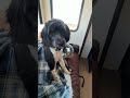 #portuguesewaterdog in cold RV bundled up