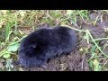 Mole digs for freedom