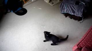 Cat chasing bubbles