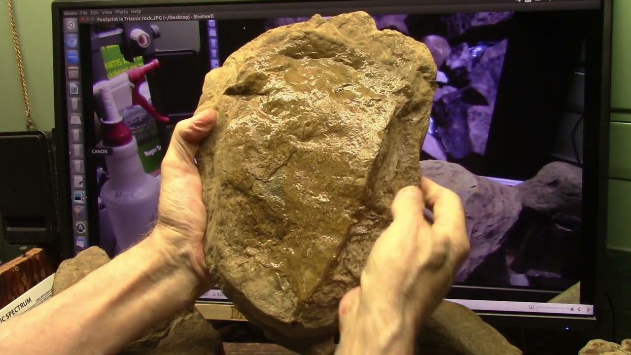 DNA Proven Giant 3ft Human Fingertip Still with Nail and Prints Found in Triassic Rock CT USA