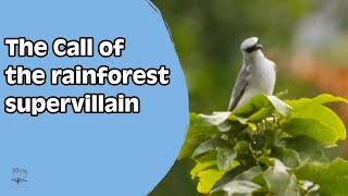 Suara Burung Cuckooshrike Perut Putih - siaran langsung eksklusif dari taman. 