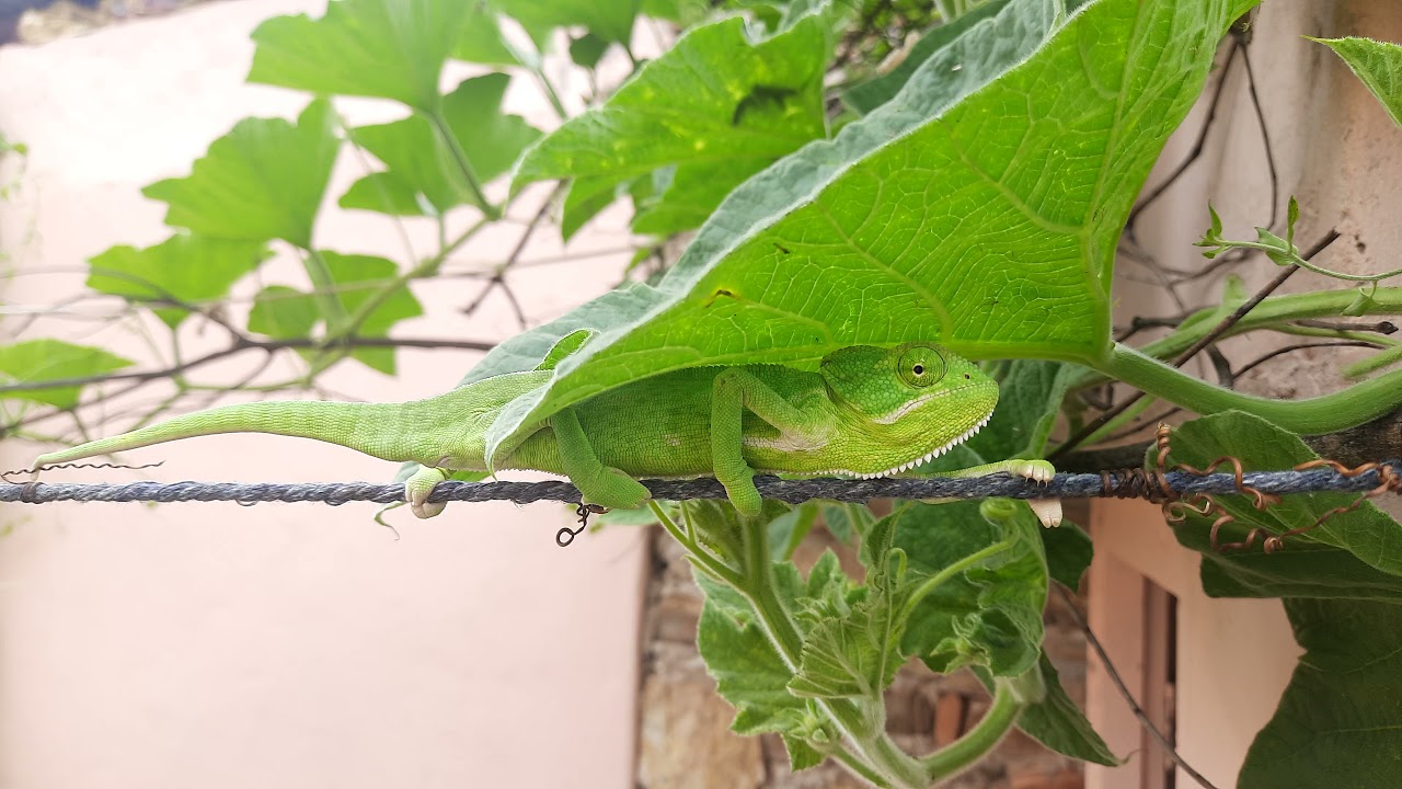 Indian chameleon (Chamaeleo zeylanicus) rajasthan india