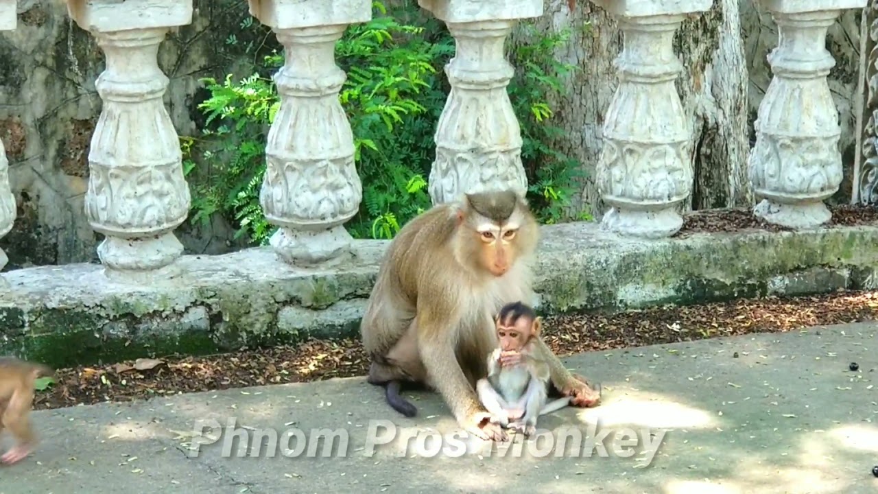 #4 Monkey Phnom Pros