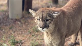 2024 ending with record number of Florida panther deaths
2024 ending with record number of Florida panther deaths 2024 ending with record number of Florida panther deaths