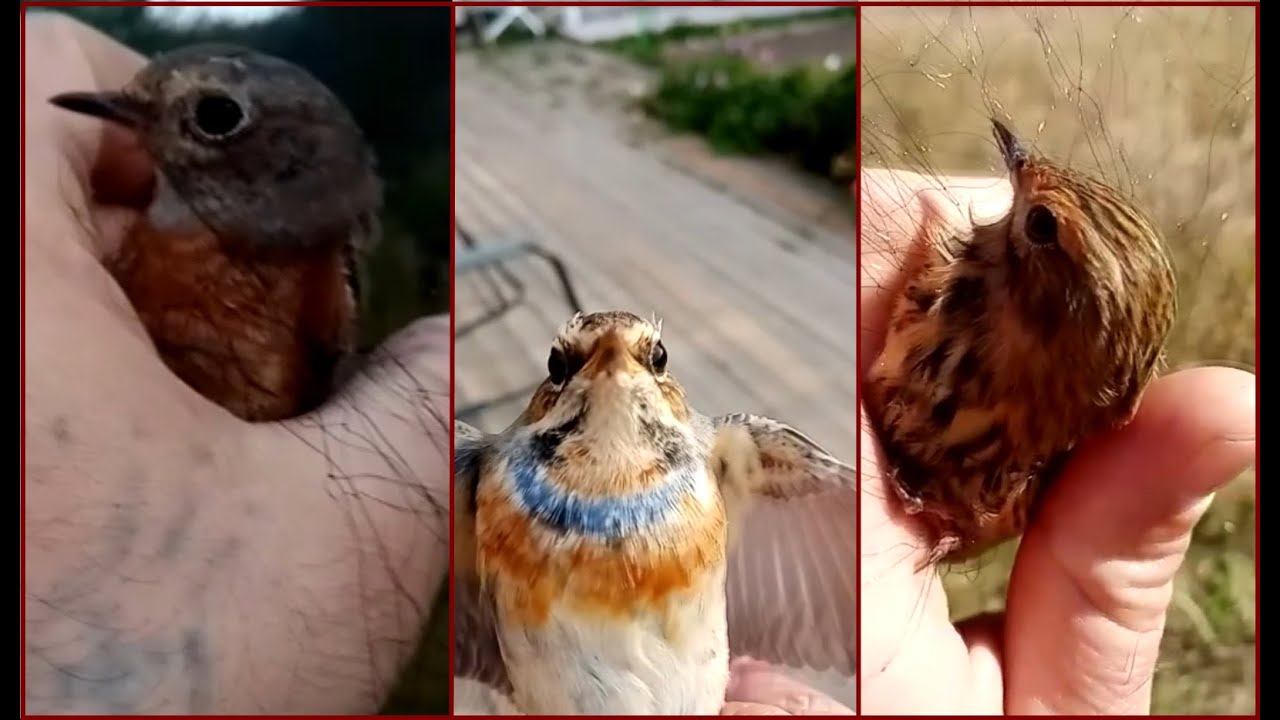 Ловля певчих птиц 2020. Птицы Урала. Краснозобый конек, овсянка крошка, варакушка и прочая мелюзга.