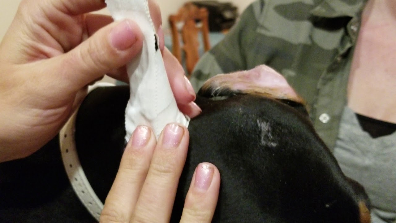 Doberman Ear posting Part 2 of 3 YouTube