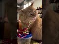 Try not to smile watching this cutest moment 🥹 #cute #furbaby #shorts