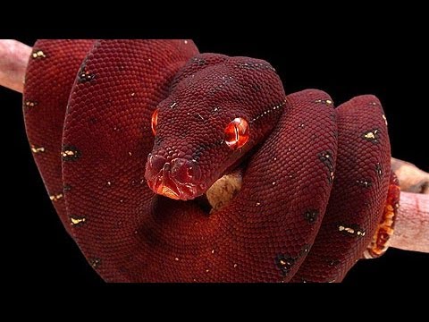 pythons for sale Snake Bytes TV - Snakes In A Van : SnakeBytesTV