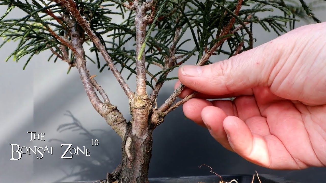 Pruning My Whipcord Cedar, The Bonsai Zone, Feb 2023