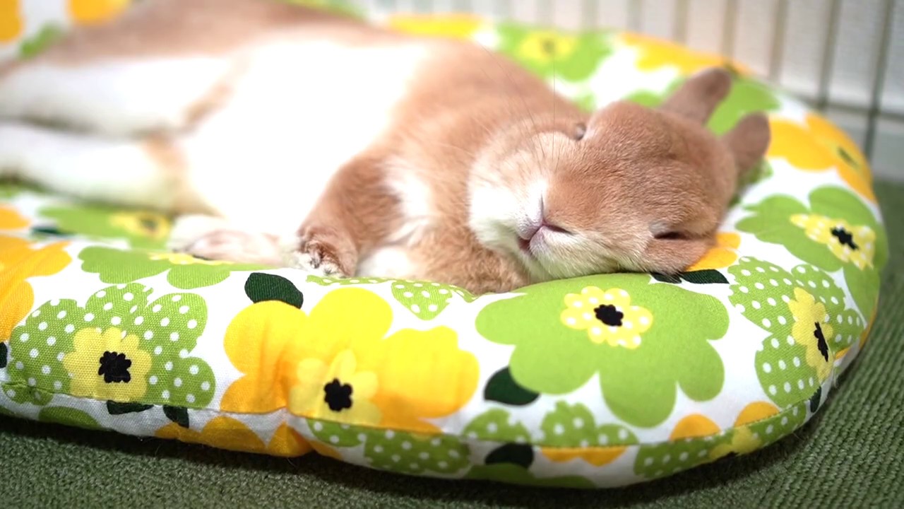 こんな顔もしちゃうウサギ【No.35】 - YouTube