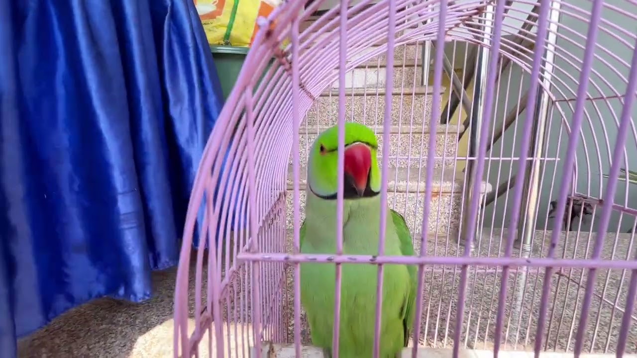 Parrot talking #foryouシ #parrottalking #nepalimusic  #nepal #birdsounds 