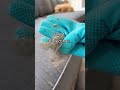 Pet hair removal!!! #diy #home #ai