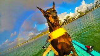 Paddleboarding Doberman Pinscher Chasing Rainbows in Hawaii #4K #surf #shorts #dobiesofyoutube #dogs