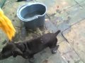 Bailey gsp puppy playing