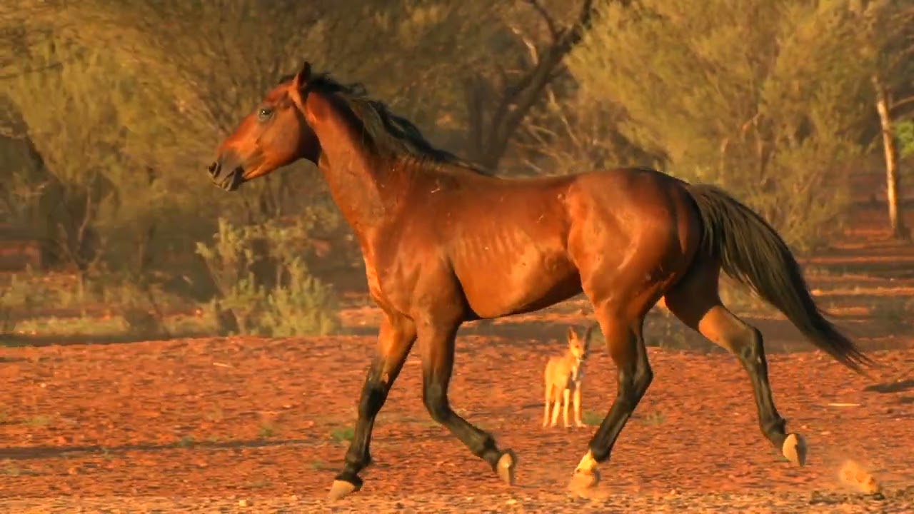 Chris Pollitt's Brumby Channel Episode 5: Filming at the Waterhole