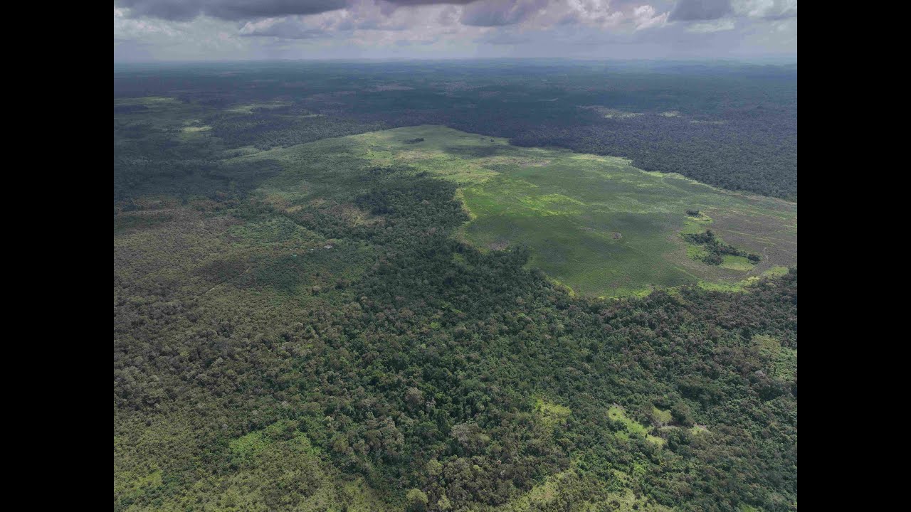 Trillion Trees forest restoration in the Maya Biosphere Reserve, Guatemala.