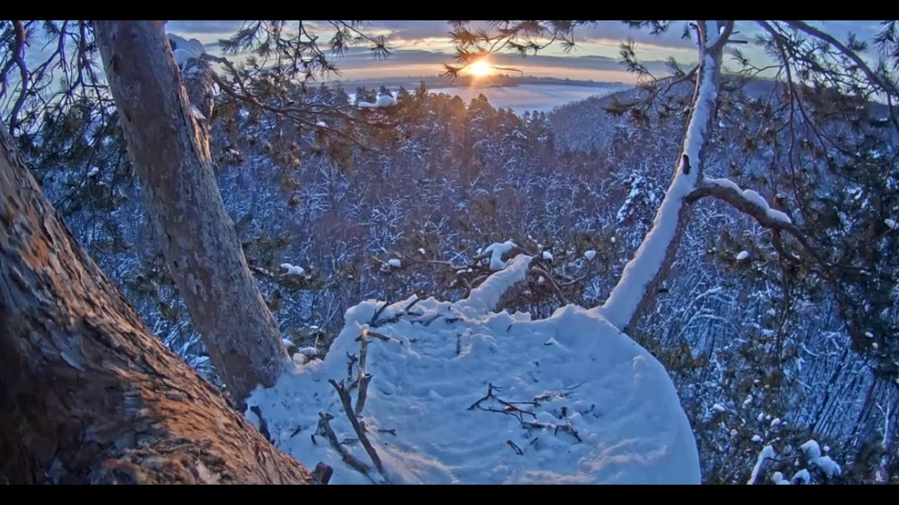 Гнездо орлана-белохвоста (Haliaeetus albicilla) в национальном парке 