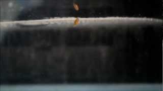 Juvenile Onyx Clownfish (18 DPH)