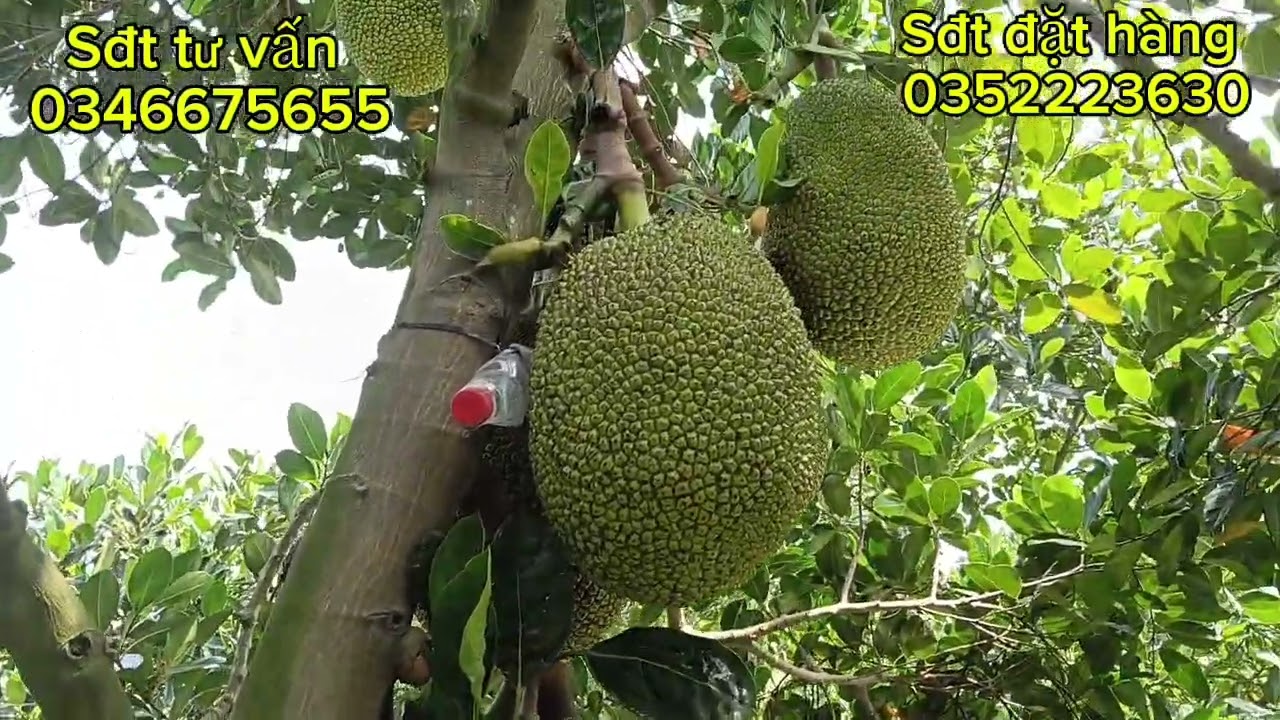 Thăm vườn mít anh ở Vĩnh Long chia phân hữu cơ xịt kích bông nuôi trái bán tháng 1.2 nha cả nhà 