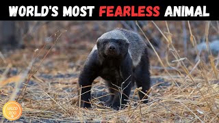 Honey Badger: Fearless Animal in the world | honey badger documentry