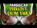 Suara Perkutut Lokal Betina Dan Jantan Saling Sahut Rame Mp3 - Mp4 Download