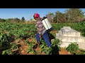 Woman farmer in Manchester EP30 Jamaica Hills & valleys