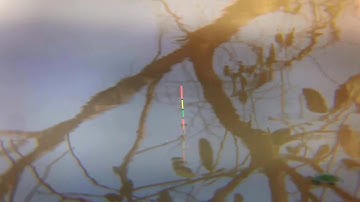 FISHING . CẬN CẢNH PHAO CÂU CÁ CHÉP CÁ TRA THIÊN NHIÊN