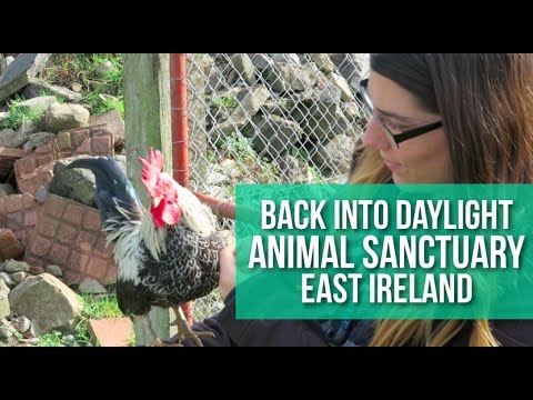 Back Into Daylight - East Ireland Animal Rescue - YouTube