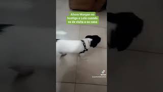Control del ladrido incesante y hostigamiento Morgan  y Lola by Adiestrados - Adiestramiento Canino 1,218 views 2 weeks ago 2 minutes, 33 seconds