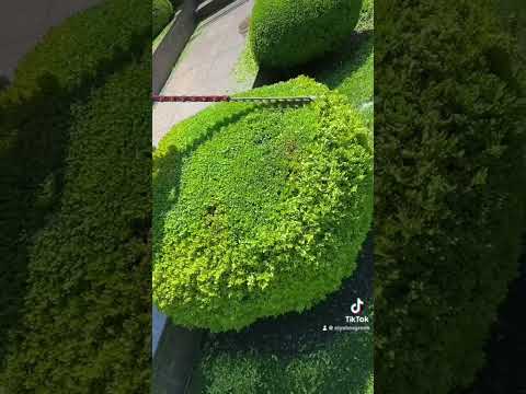 Топіарна стрижка дерев, кущів, стрижка спіралі, бонсай, живоплотів Дмитрівка, КК Белгравія, Лісне, видео 4