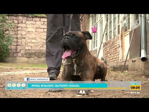 როცა შინაური ცხოველები გვყავს - რა მოვალეობას გვაკისრებს კანონი მათი მოვლისას?