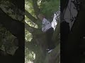 CRAZY golf shot out of a tree! 🤯