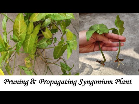 Pruning a Leggy Vine + Propagating Syngonium Podophyllum / Arrowhead Vine (Single Leaf With a node)