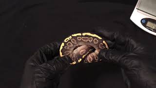 Ball Python Hatchling Female GHI Mojave