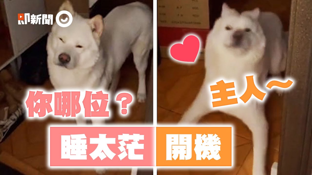 柴犬秋田犬ミックス Qtill