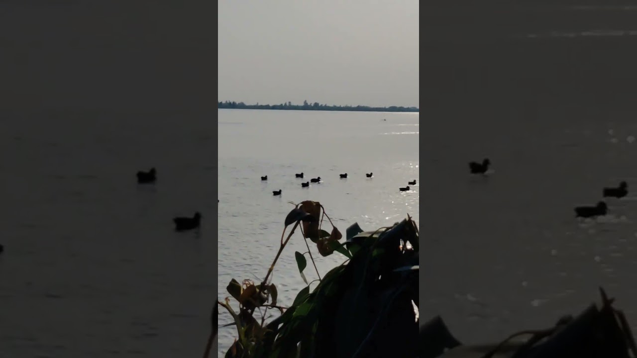 Teal hunting at head tunsa barrage 