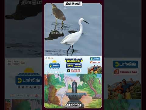 பொற்றாமரைக் குளத்தில் நாரைக்கு முக்தி l 2016-ல் நடந்த நிஜ அதிசயம்!