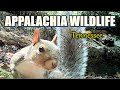 Appalachia Wildlife Video 23-39 of As The Ridge Turns in the Foothills of the Smoky Mountains