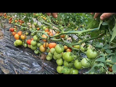 Video: Ar trebui să rotiți plantele de roșii?