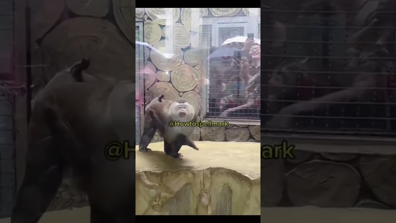 Обезьяны с характером. Часть 3 🐒😳