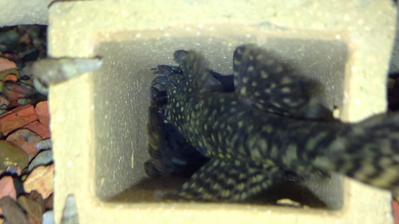 Brown Bristle Nose Plecos in Cave YouTube