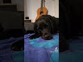 #blindenführhund #dog #doglover  #hund #Labrador #labradorretriever