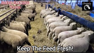 How We Feed Our Lambs