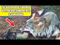 This Man Released A Wounded Wolf, And What Happened Next Is Unbelievable